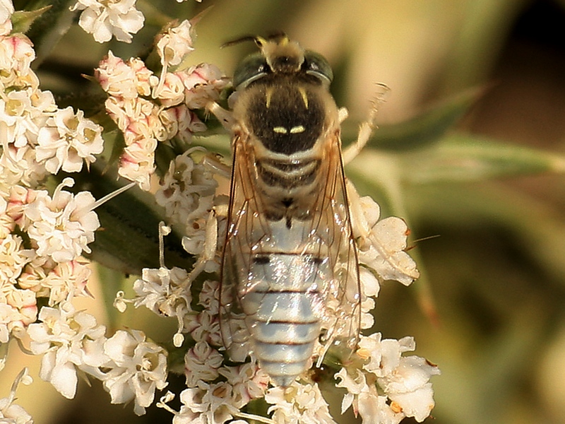 Bembix olivacea, maschio, Crabronidae